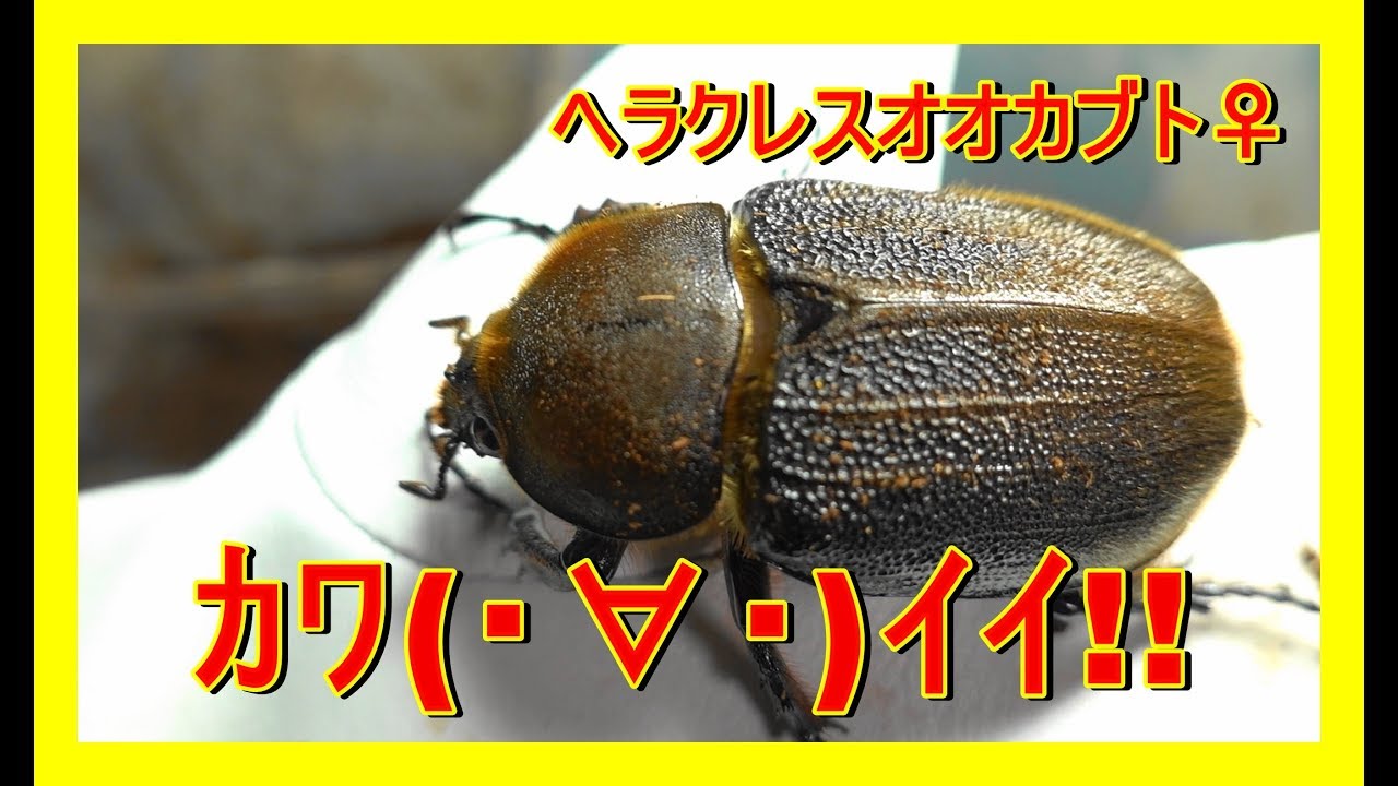 カブトムシ動画 ヘラクレスオオカブトのメスがめっちゃ可愛い 粟國土建 Beetle Or Stag Beetle Videos Youtube