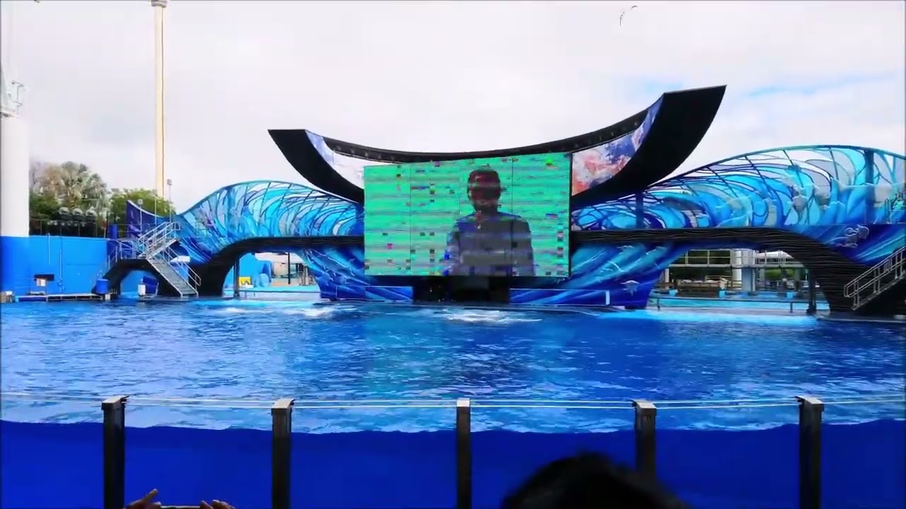 Orca Encounter full Show - Sea World Orlando🐋😲 | Orca Show 🤩| Killer Whale Show | Seaworld Orlando 😲