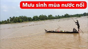Đẩy Côn Bắt Cá Lóc Đồng Mùa Nước Nổi Miền Tây | Mưu Sinh Mùa Nước Nổi | Đường TV