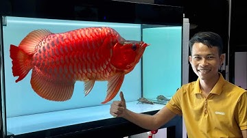 Fafulong nhà vô địch Indonesia đã có mặt tại xuân viên cá rồng