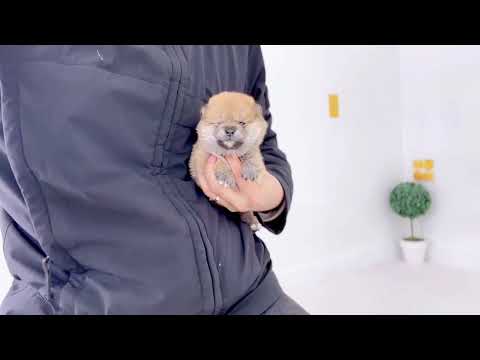 마메시바 분양 - 료스케 왕자님