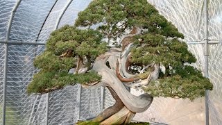 Masahiko Kimura's Bonsai garden