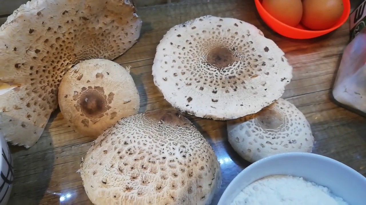 Kania. Kotlety z kani.