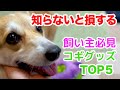 【コーギー】本当に買ってよかったコギグッズTOP5　Corgi goods that We are glad We bought.
