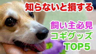 【コーギー】本当に買ってよかったコギグッズTOP5　Corgi goods that We are glad We bought.