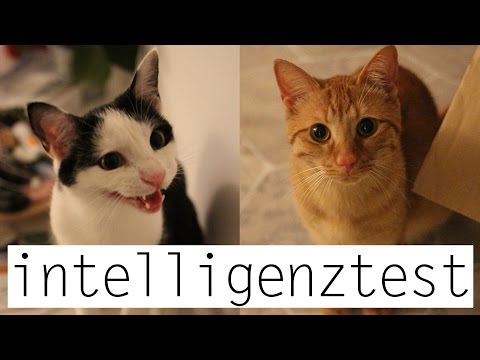 Ich teste meine Katzen - FUN mit Tiago und Jackson! | Mirellativegal