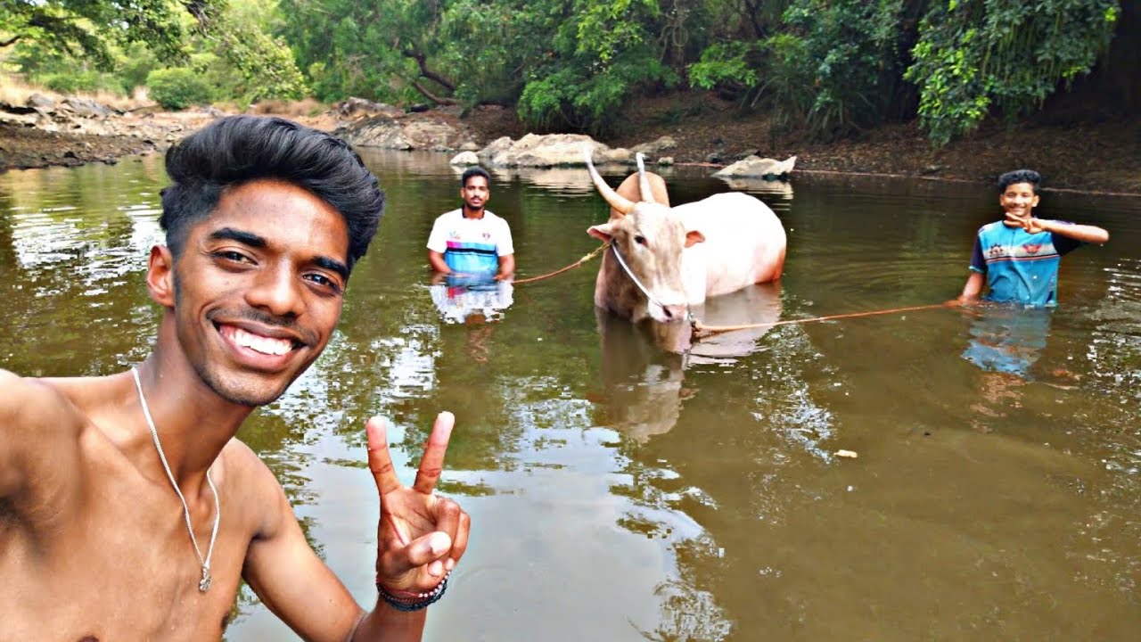 आज बैल घेऊन आलो कोकणातील सुंदर नदीवर 😍 कुत्र्याने केला attack नशीबाने वाचलो 😱 #मराठी #kokan