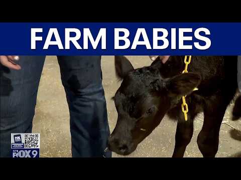 Over 160 farm babies born during Minnesota State Fair