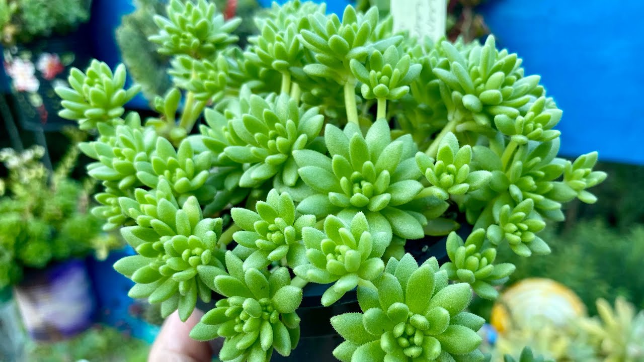 SUCULENTAS RARAS/ Minha coleção de Seduns raras e muito delicados! 