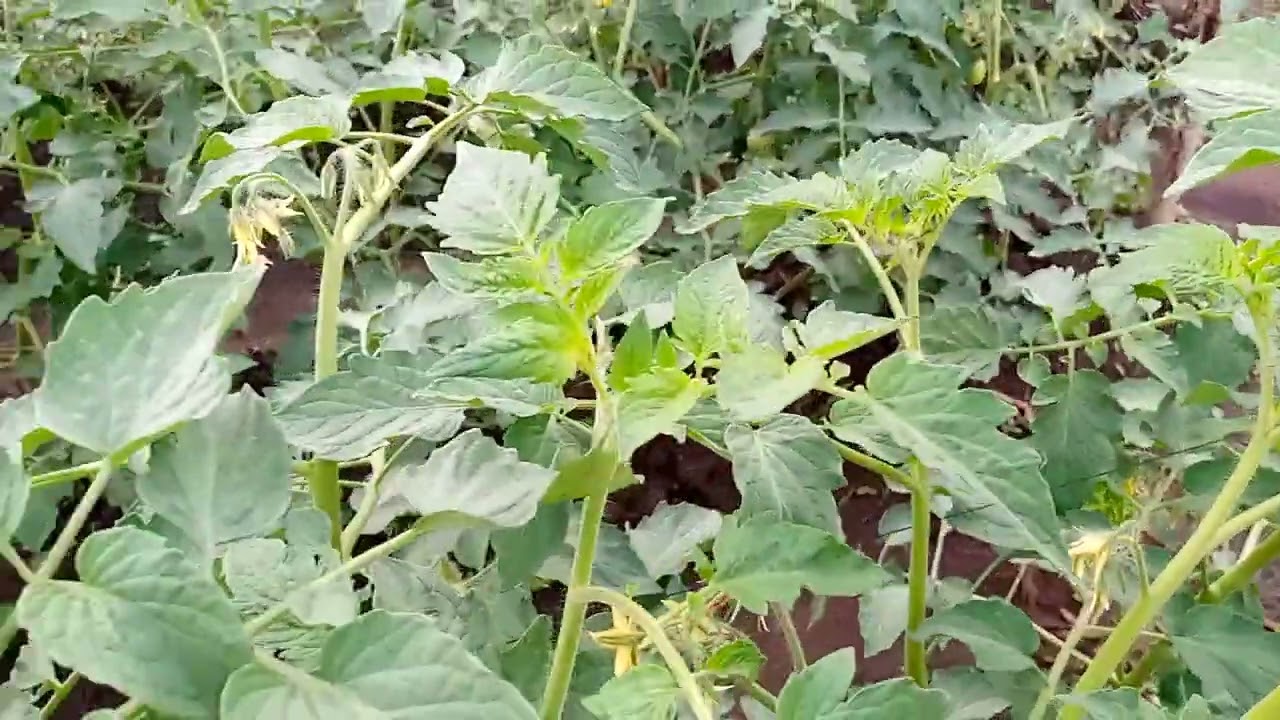 MedCom: PRUNING YA MAJANI YALIYOZEEKA KATIKA NYANYA TO 135.