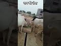 गाय की सेवा