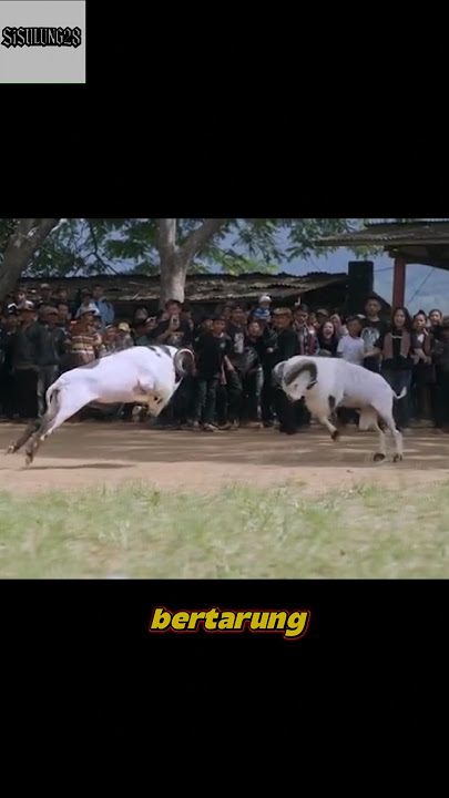 Tradisi Adu Domba Garut: Lebih dari Sekadar Pertarungan‼️🐏🔥 #shortvideo #shorts #facts