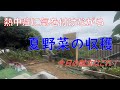 【70代年金生活】熱中症には気を付けて！今年の夏野菜収穫