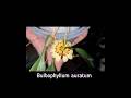 Bulbophyllum auratum, a bloom willing unsented orchid