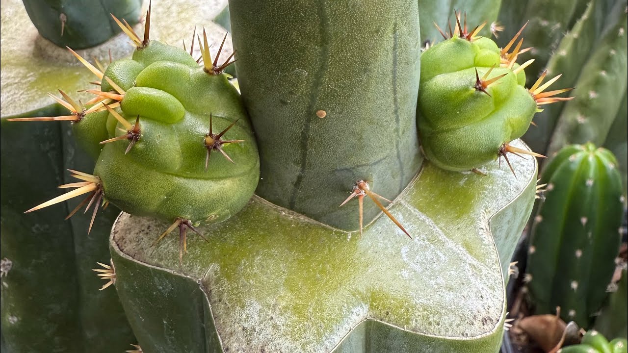 for sale cactus Bulk 50 Pack 2 inch Cactus containers