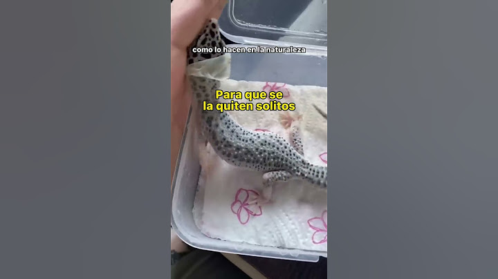 Ecdisis en un gecko | • Nico Sastré • #shorts