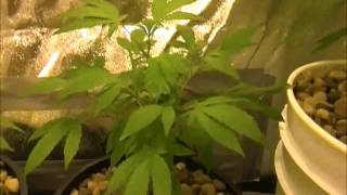 my uncles garden 420 flowering part 9