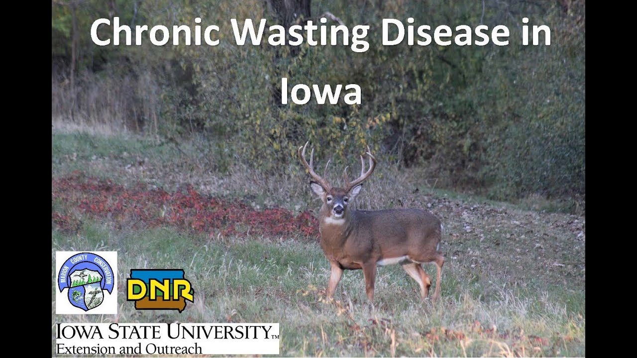 chronic-wasting-disease-in-iowa-2023-youtube