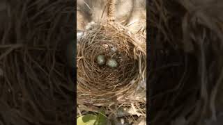 SARANG BURUNG CENDET TELUR NYA MASIH DUA BUTIR