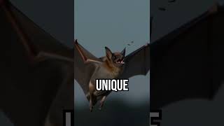 Discover bats' secret role! #NatureHeroes #InsectControl