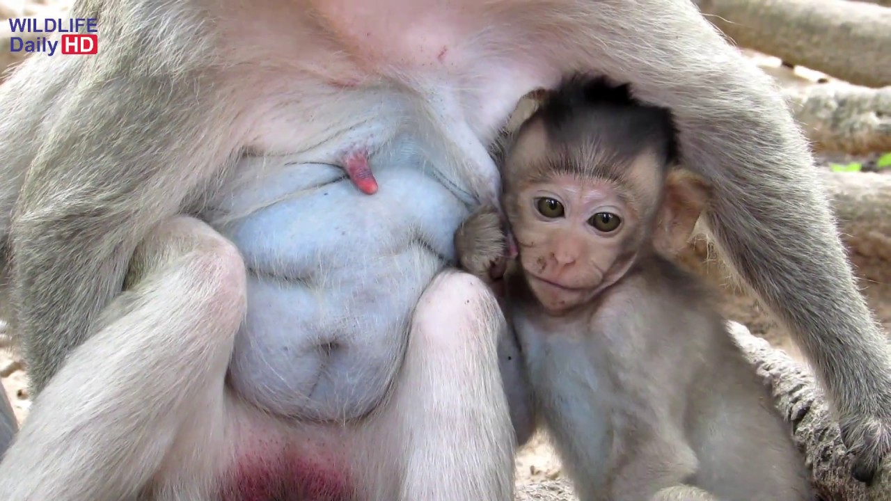 Maci Baby Monkey Playing With Merri Mother Monkey In The Morning