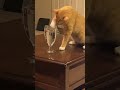 Typical orange cats 🙄 | Funny cats, dogs and animals ep35 #shorts #viral #cat