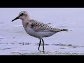 Jespák písečný (Calidris alba), Sanderling, Sanderling