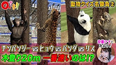 Aiが順位を算出 スピード自慢の動物が競泳100mで対決 アニマル体育祭 Youtube