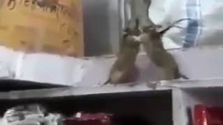 Pelea de dos ratones 😂😂 LA pelea del siglo