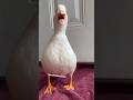 بطه تأكل بيض بطه كيوت تربية الطيور مقطع مضحك 