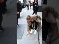 Jennifer Lopez With A Fan In New York #JLo #Shorts