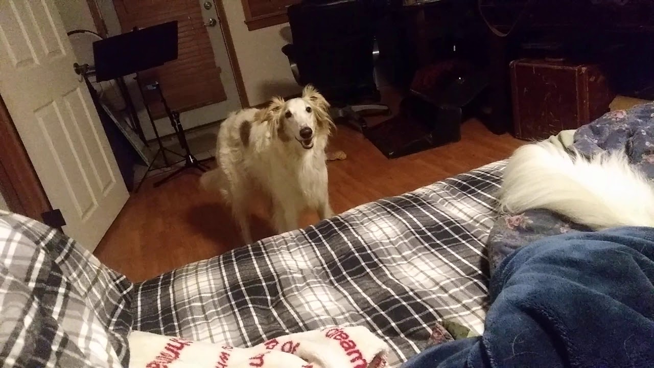 Silken Windhound Opinions