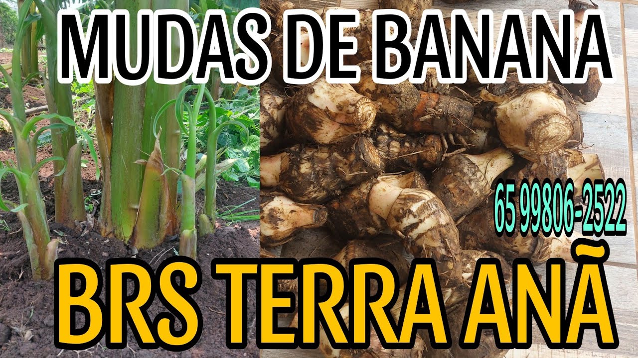 Envio de mudas da BRS TERRA ANÃ...veja a qualidade e alguns detalhes importantes.