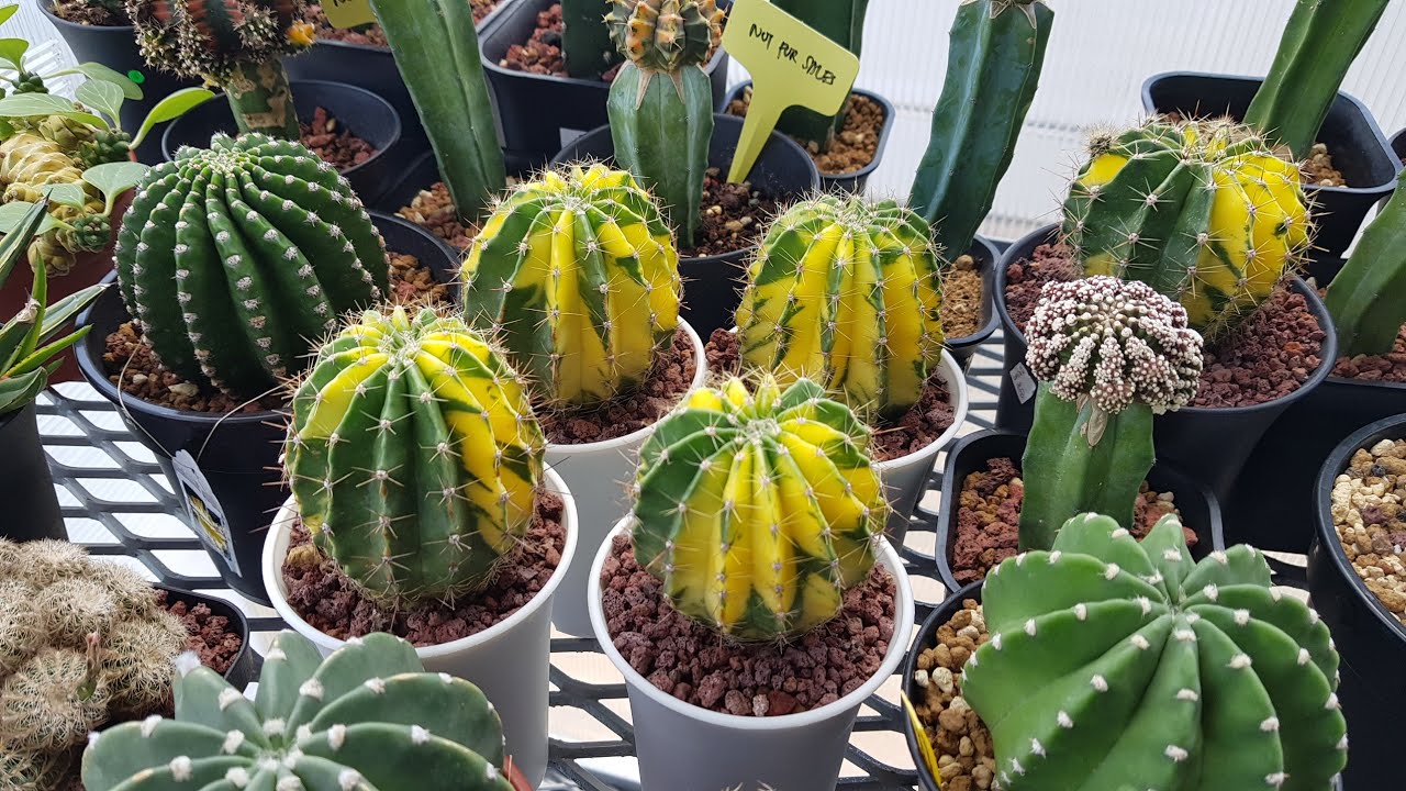 Cactus and Succulents Trip - Peace Succulents 