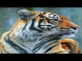 Background Music for Relaxation, Studying, Working and Sleeping(Tiger).