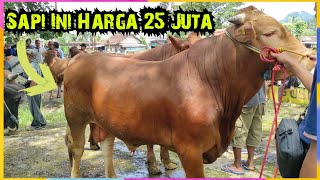 Sapi Siap Potong Mulai Melimpah. Bikin Pembeli Bingung. Pasar Glenmore Banyuwangi Jatim
