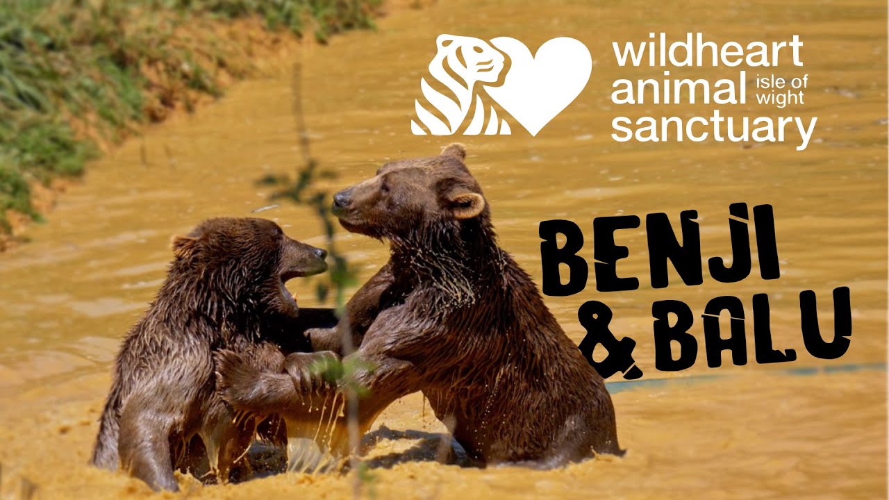 Benji & Balu - Wild Heart Animal sanctuary