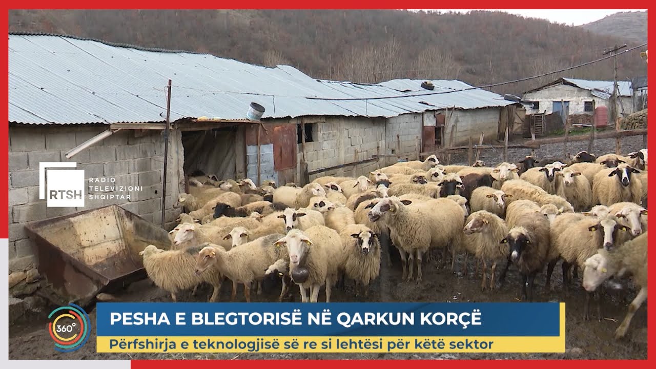 Pesha e blegtorisë në qarkun Korçë - Përfshirja e teknologjisë së re, lehtësi për sektorin