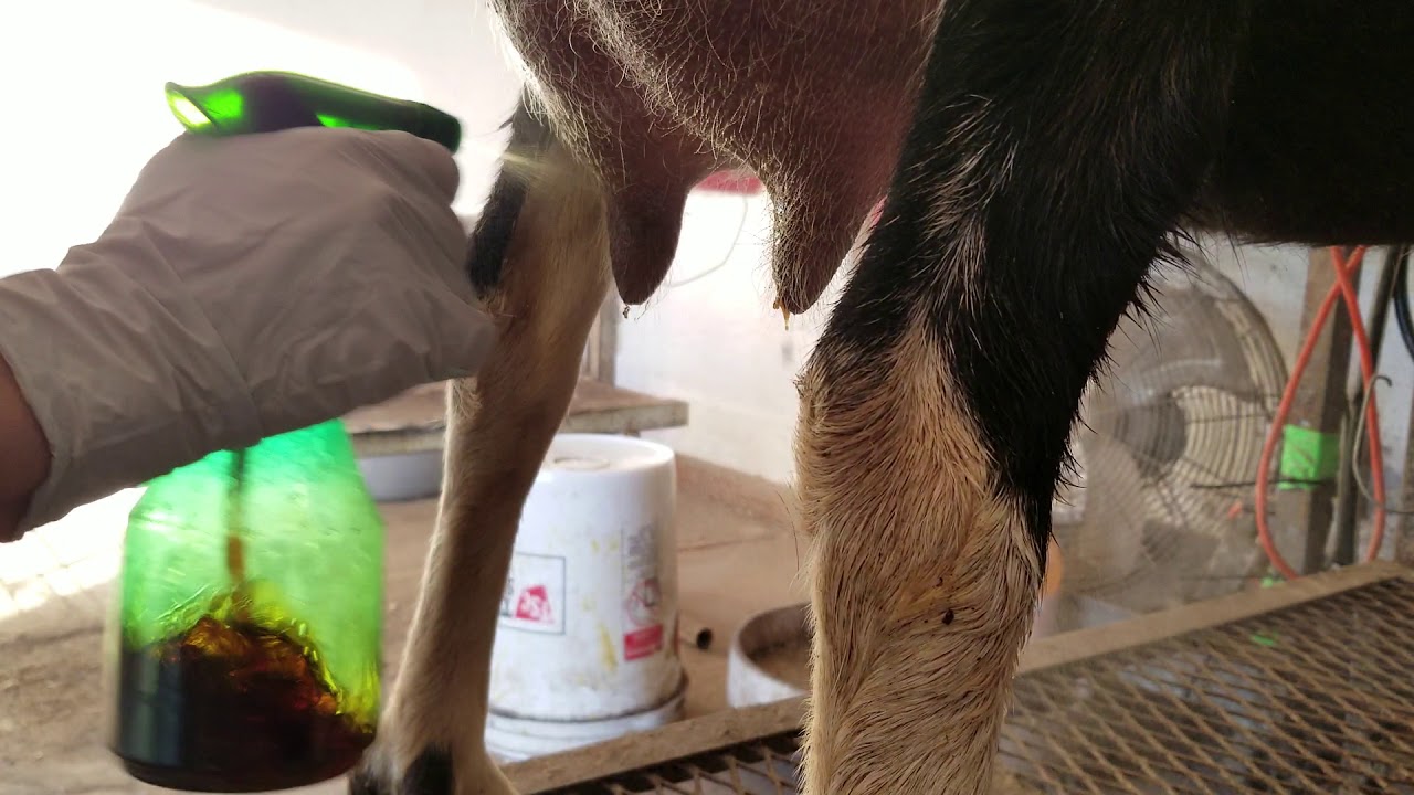 Steril milk sample collection on a goat. - YouTube