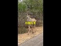 體型健碩的捻角羚羊 解說版動物世界 內容啟發搜索 羚羊 野生動物零距離 體型健碩的捻角羚羊 解說版動物世界 內容啟發搜索 羚羊 野生動物零距離