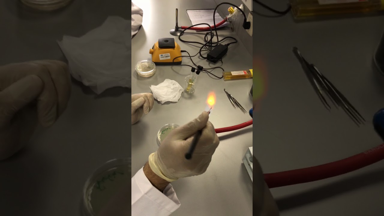 Microbiology isolation part 3 Radiant streaking YouTube