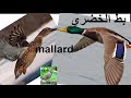 صوت بط الخضري Song Mallard 
