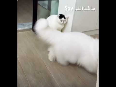 Peki Face Cat Pike Face Cat Have You Ever Seen A Peke Face Cat The Cutest Flat Faced Cat Breed 