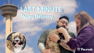 Getting a Havapoo Puppy on Pawrade.com: A Puppy Parent's Review