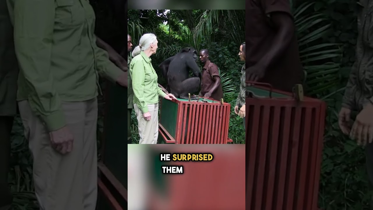 He Could Have Run… But Chose THIS Instead 🐒❤️ #shorts