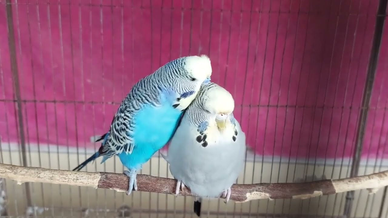 cage bird's breading mood.. SMJH33 YouTube