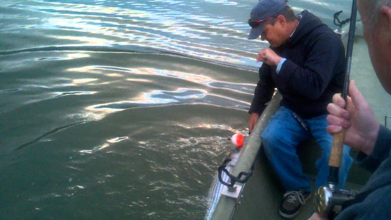 Spring time striper fishing Norris Lake YouTube