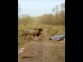 Lion Attacks King Cobra Short Video Shorts 