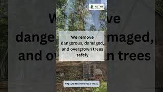 Subscribe All tree removals for more information #TreeFellingMelbourne #StumpRemoval #landclearing