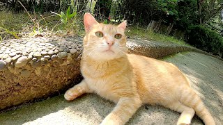後ろ脚を放り出してくつろぐ猫、振り向くとかなりの美猫だった